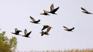 EC Sends Final Warning To Romania Over Bird Protection
