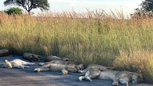 Leii din Africa de Sud dorm pe străzi în Parcul Naţional Kruger pe timp de carantină. Fauna revine la normal în scurtul răgaz cât lumea stă ”închisă”