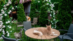 O cafenea cu 15 pisici Maine Coon se deschide în București: cafea de specialitate, relaxare și „giganți blânzi” cu personalitate