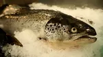 Romania produces less and less fish