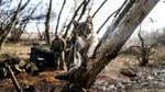 O pisică sălbatică a pus în pericol o specie rară din Noua Zeelandă. Cum s-a încheiat urmărirea care a durat trei ani
