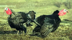 Focar de gripă aviară la Codlea: ferma are zeci de mii de curcani