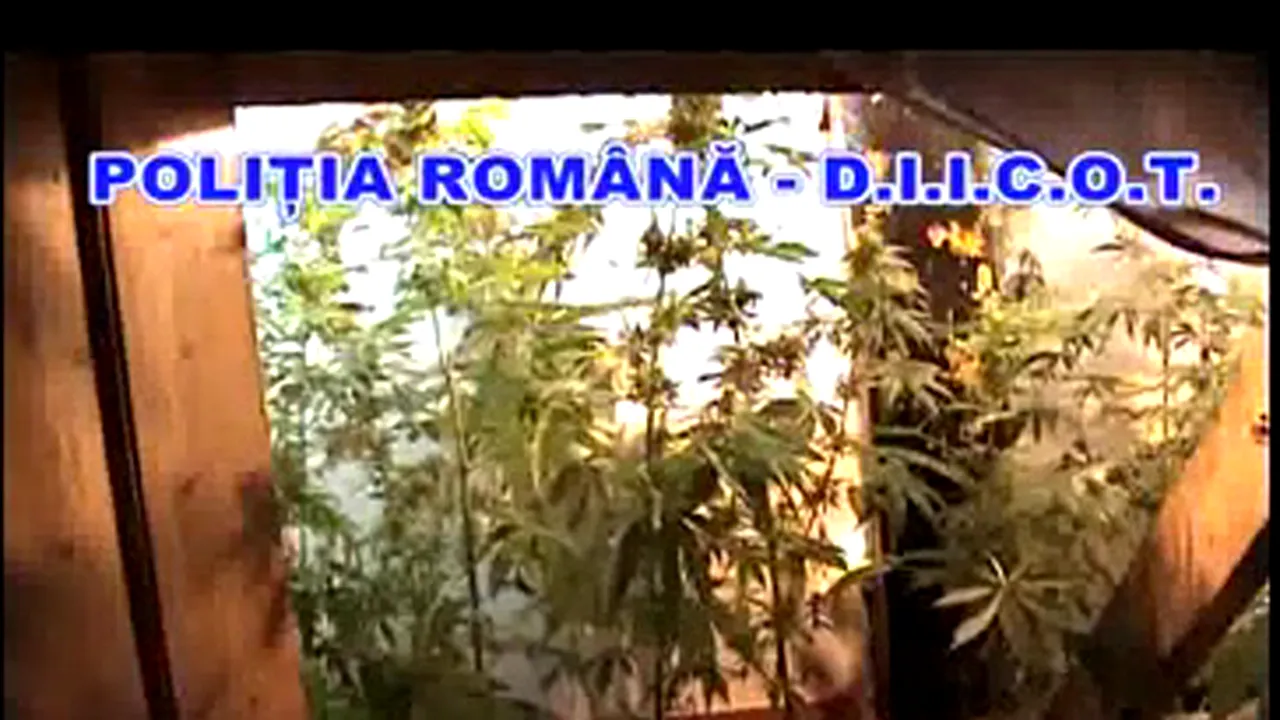 Grupare de narcotraficanţi din Braşov destructurată de poliţişti