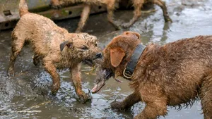 Un număr uriaş de şobolani a fost prins de opt terrieri, în câteva ore, la o fermă de porci. Imaginile, greu de privit | GALERIE FOTO