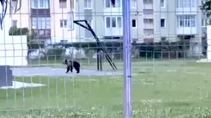 Mesaj RO-Alert în Sibiu, după apariția unui urs în centrul orașului. Animalul a fost tranchilizat