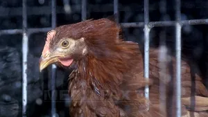 Specialiştii britanici creează pui rezistenţi la gripa aviară