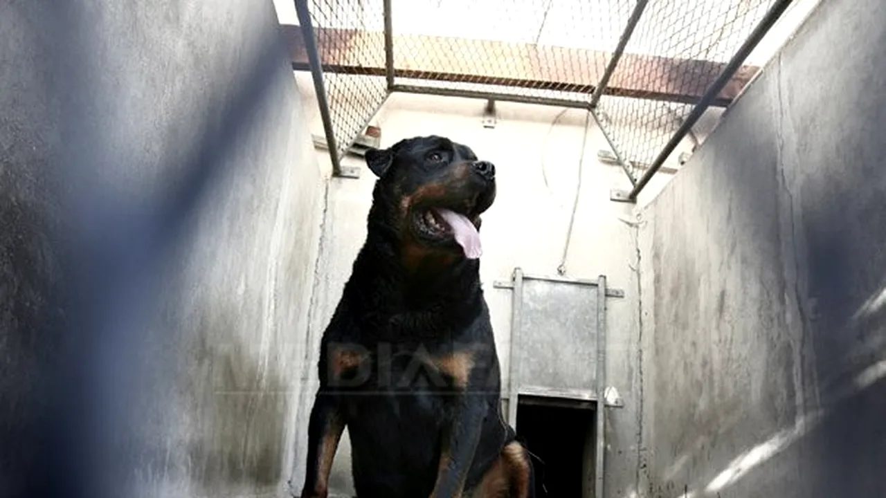 ŞOCANT: O femeie a fost ucisă de 25 de câini Rottweiler pe care îi creştea
