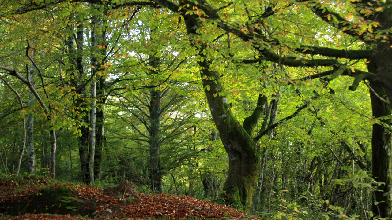 Un traseu de basm în nordul Spaniei, ideal pentru toamnă. Traversează o pădure de fagi „vrăjită” și este perfect pentru familiile cu copii