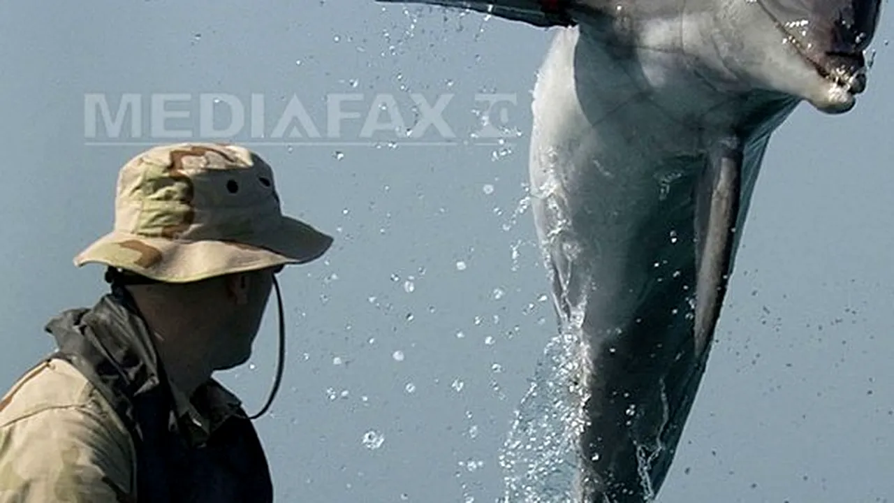 1-delfin-training-afp 