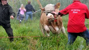 Vaca bavareză Yvonne a fost găsită - FOTO
