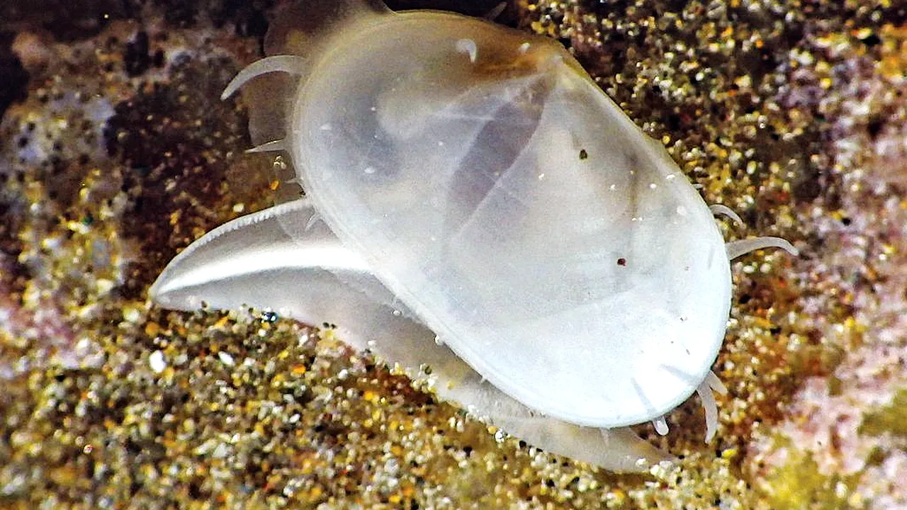 INEDIT. O specie de scoică despre care se credea că există doar ca fosilă a fost găsită în viaţă