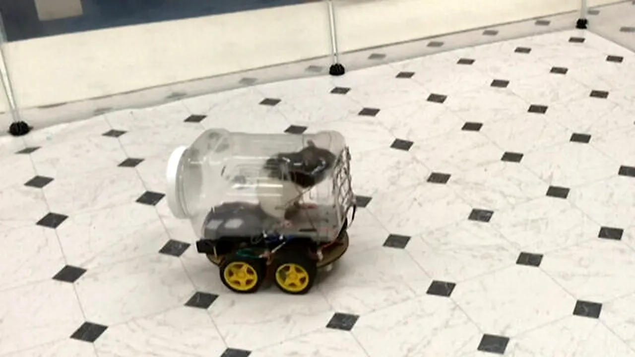 Experiment INEDIT cu şobolani care sunt antrenaţi să conducă mici maşini. Concluzia amuzantă: Activitatea i-a relaxat- VIDEO