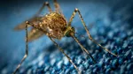 Brazilia lansează fabrica Wolbito pentru combaterea febrei dengue. Câte ouă de ţânţari va produce săptămânal