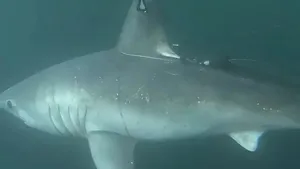 Cercetătorii descoperă cum un prădător de vârf devine pradă în ocean