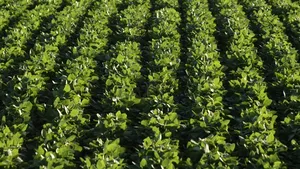 Ordinul lui Macron: Franţa va investi masiv în producţia de proteine din plante