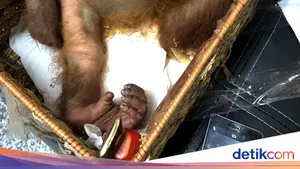 Rus reţinut pe un aeroport din Bali cu un urangutan drogat în valiză