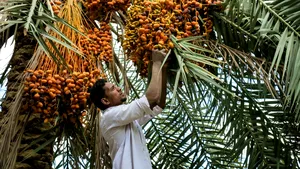 Cercetătorii israelieni au crescut curmali din seminţe de pe vremea lui Iisus