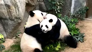 Doi urşi panda s-au împerecheat după 10 ani de încercări când grădina zoologică a fost închisă din cauza coronavirusului