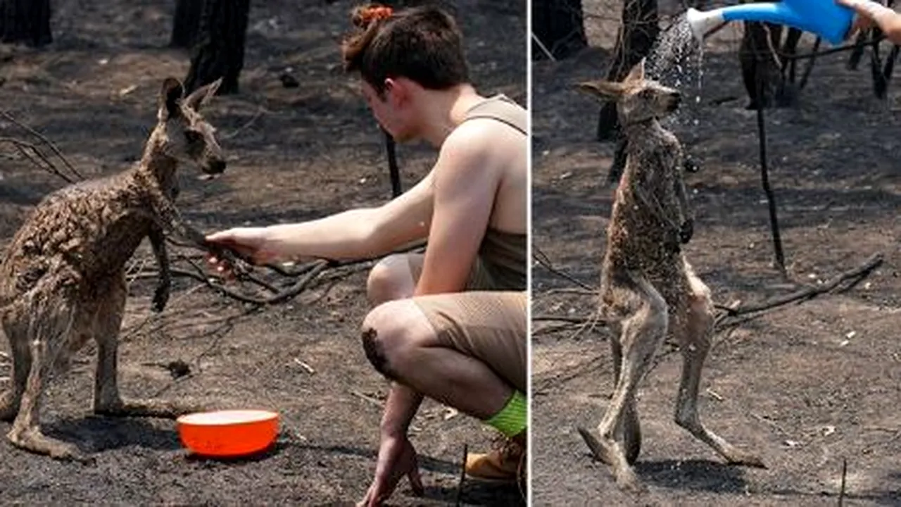 Dezastrul climatic din Australia: Momentul în care un cangur ars cere ajutorul unui adolescent. FOTO