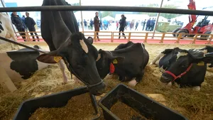 Noi subvenții pentru crescătorii de bovine și porcine. Parlamentul a votat și măsuri mai dure împotriva pestei porcine africane