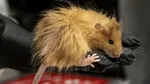 Cercetătorii care încearcă să readucă la viață mamutul lânos au creat o nouă specie de șoarece