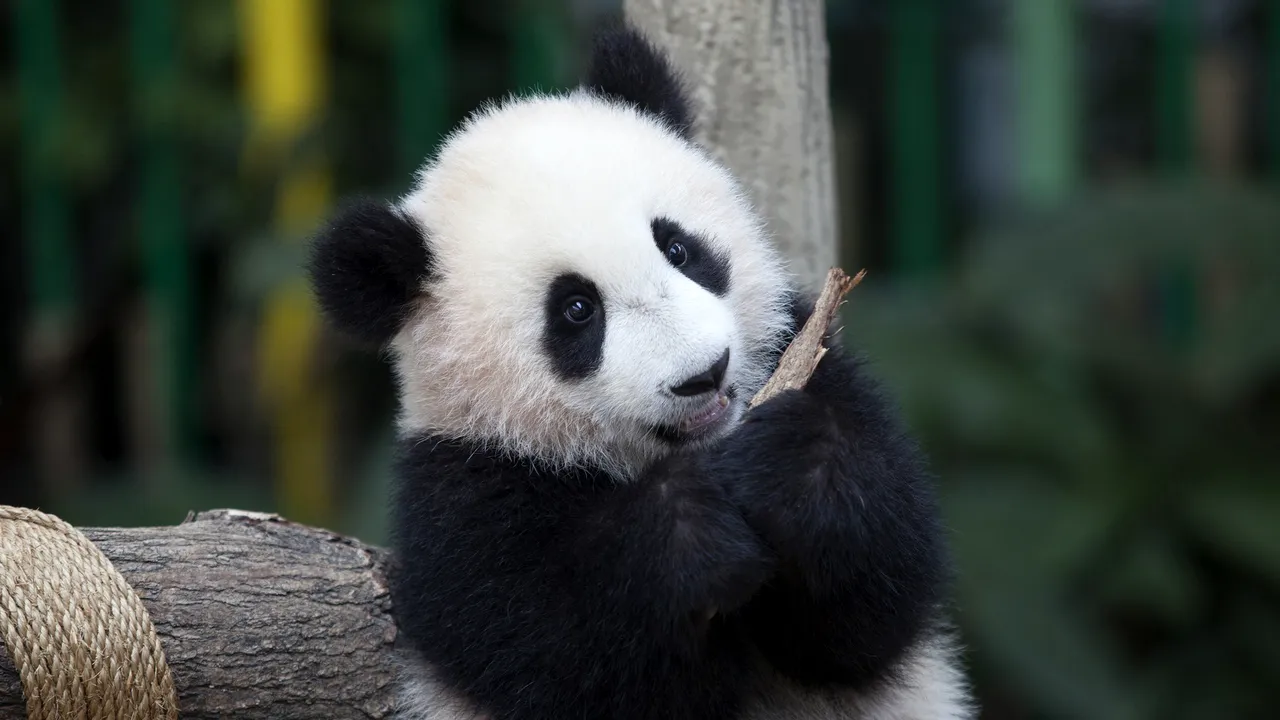 De ce este ursul panda alb-negru? Cercetătorii au găsit răspunsul pentru coloritul neobişnuit al îndrăgitului mamifer