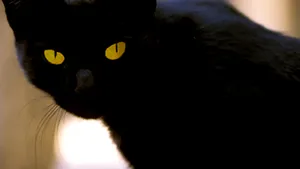 El este cel mai bogat motan din lume. Ce avere a moştenit