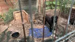 Zeci de animale de companie, ținute în condiții improprii într-un adăpost improvizat din Timiș