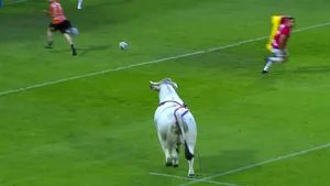 VIDEO Haos la un meci de rugby din Franţa. Un taur a intra pe teren şi alergat jucătorii îmbrăcaţi în roşu