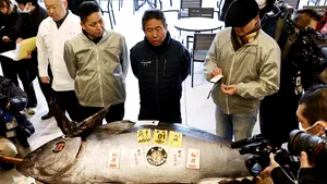 1,3 milioane de dolari pentru un ton de 276 de kilograme - un lanţ de restaurante de sushi a plătit a doilea cel mai mare preţ din istorie 