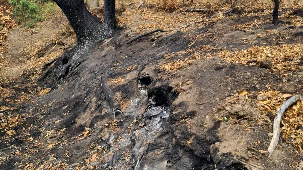 Un voluntar care participa la operațiunea de stingere a unor incendii de pădure, filmat în timp dădea foc vegetației