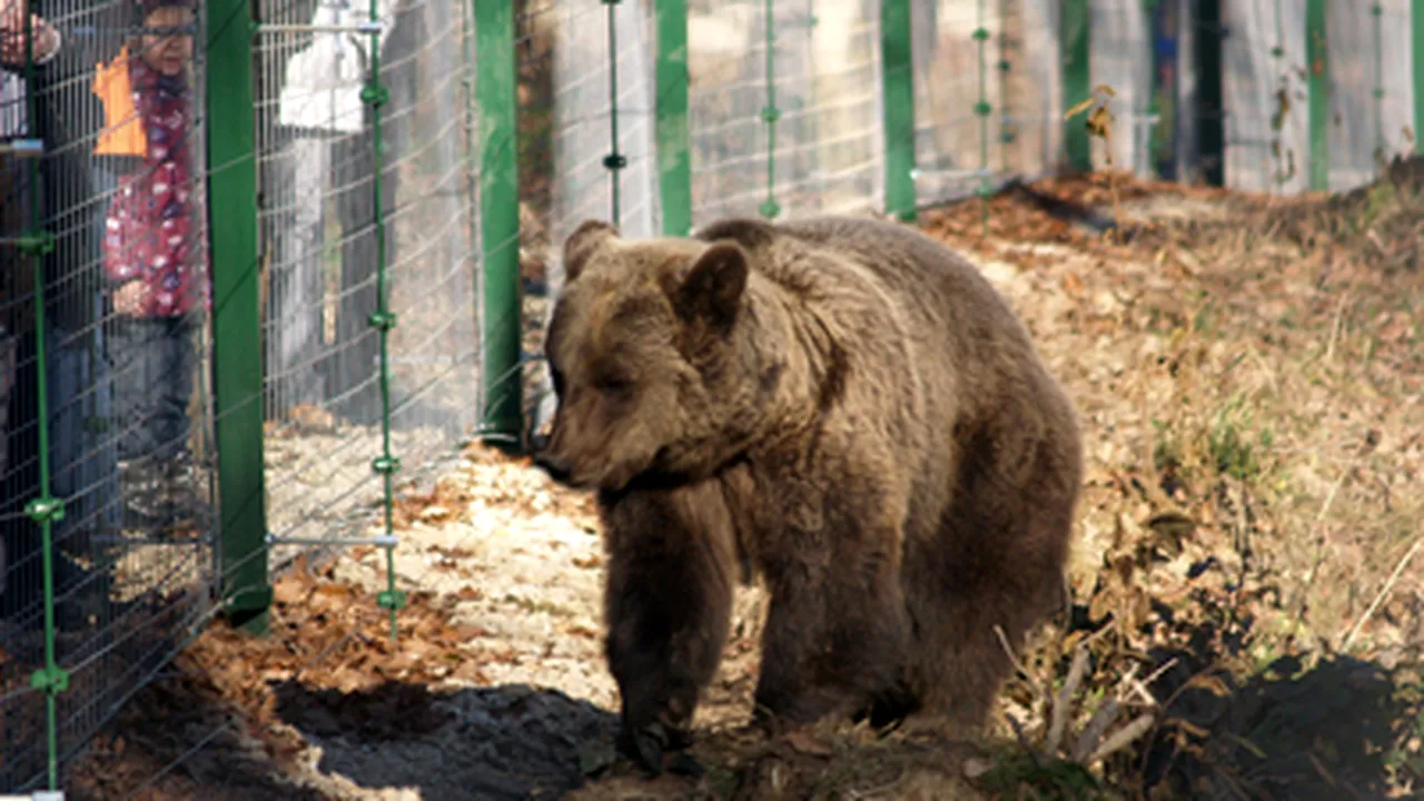Ursul Muki, mascota staţiunii Balvanyos, vrea grădină zoologică