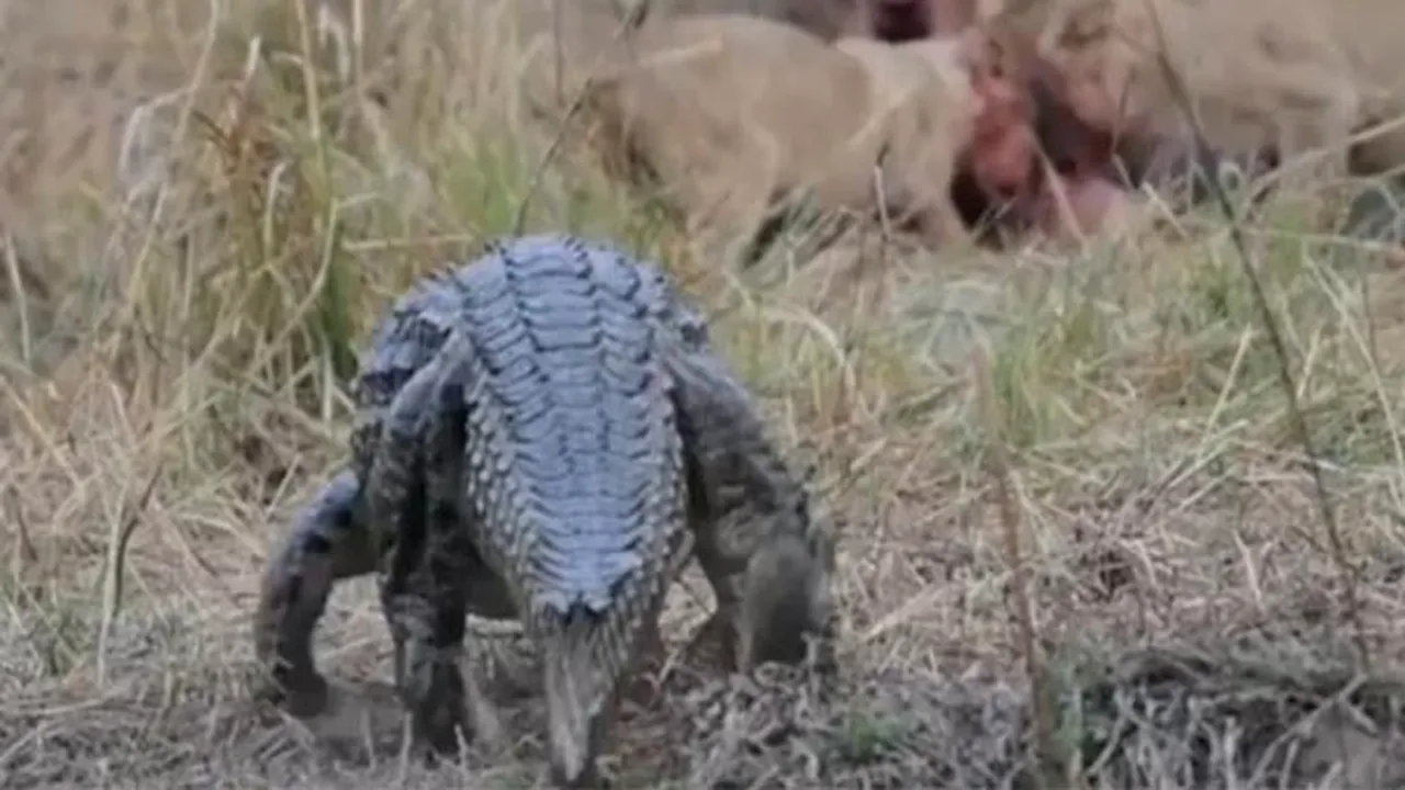 Luptă INEDITĂ între un grup de lei şi un crocodil. Cine învinge? - VIDEO 