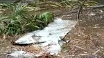 Un avion al armatei nigeriene s-a prăbușit în apropierea unei baze navale. La bord se aflau 32 de persoane