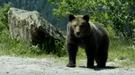 Mesaj RO-Alert la Sinaia: urs semnalat pe strada Victoriei