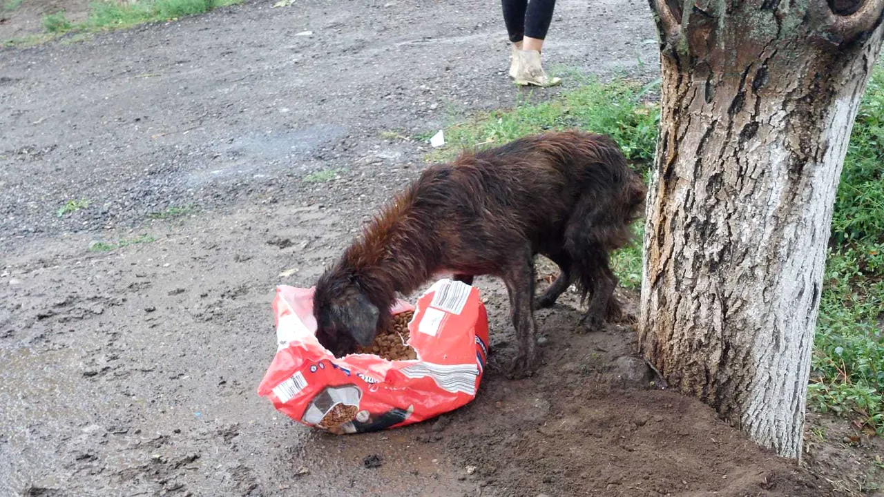 Câini salvaţi din mijlocul inundaţiilor din judeţul Galaţi