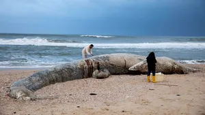 Unul dintre cele mai grave dezastre ecologice: Israelul închide plajele mediteraneene în urma unei deversări de petrol