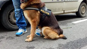 GALERIE FOTO Taz şi Hercule, câinii poliţişti care au ajutat la prinderea infractorilor, sunt scoşi la licitaţie