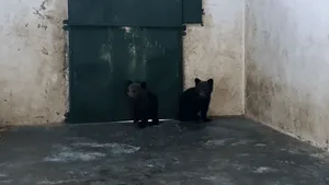 Doi ursuleți de 3 luni, care au stat două zile într-un copac, au ajuns la sanctuarul Libearty din Zărnești
