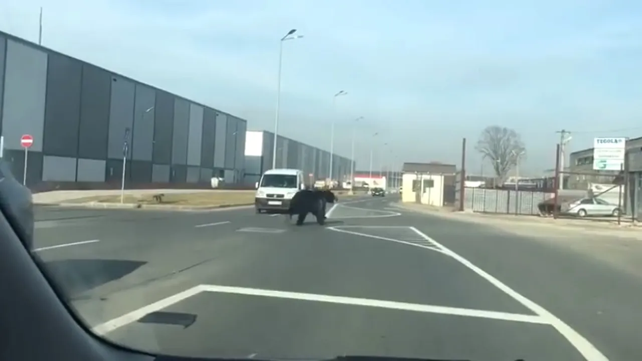 Avertizare prin sistemul RO-ALERT: Urs pe străzile oraşului Braşov | VIDEO 
