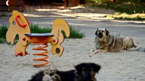 ANALIZĂ: Două legi concomitent în vigoare - una permite eutanasierea câinilor, alta o interzice