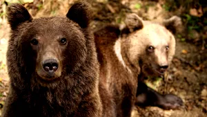 Avem cifrele oficiale. Câți urși sunt în realitate în România