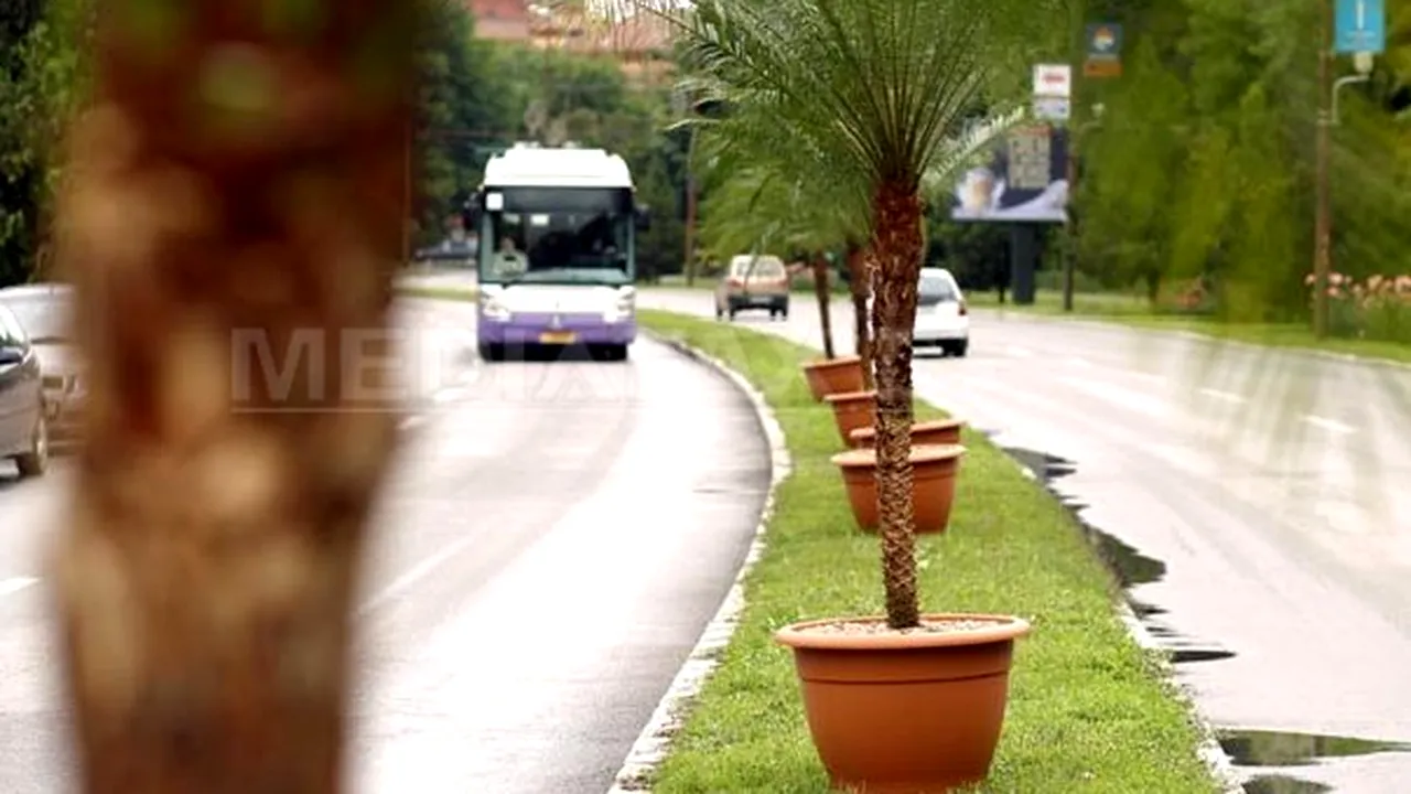 Timişoara: 18 poliţişti păzesc palmierii din oraş. Consilier local: E inacceptabil. Problemele cetăţenilor sunt mult mai importante