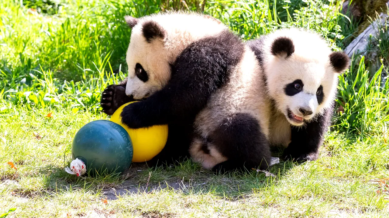 Video. Urşii panda dintr-o grădină zoologică din Canada sunt trimişi cu avionul în China natală