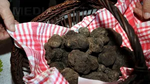 Căutătorii de trufe din România trimit „aurul negru” celor mai exclusiviste restaurante din lume