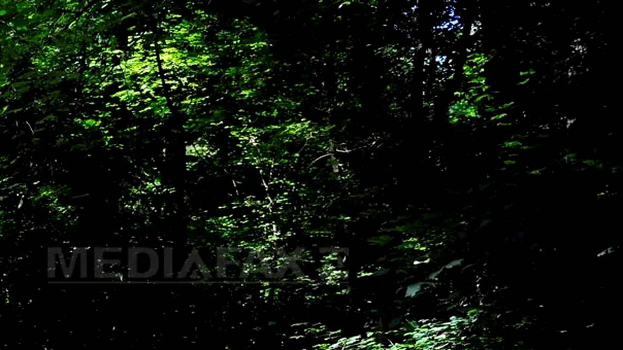 Suspectul în cazul crimei din pădurea Băneasa a fost prins 