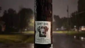 Amazon Ring: de la animale pierdute la rețele de supraveghere. Riscurile ascunse ale monitorizării în masă