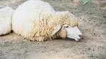 „Cu Dumnezeu nu ne putem bate”. Canicula pune la pământ fermele din Botoșani