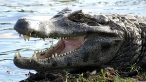 Descoperire uluitoare în Italia: anaconde de 5 metri și un caiman, ascunse într-un bloc de locuințe. Proprietarul, de negăsit