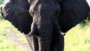 Constanţa: Lansarea candidaţilor PNL, deschisă de un elefant